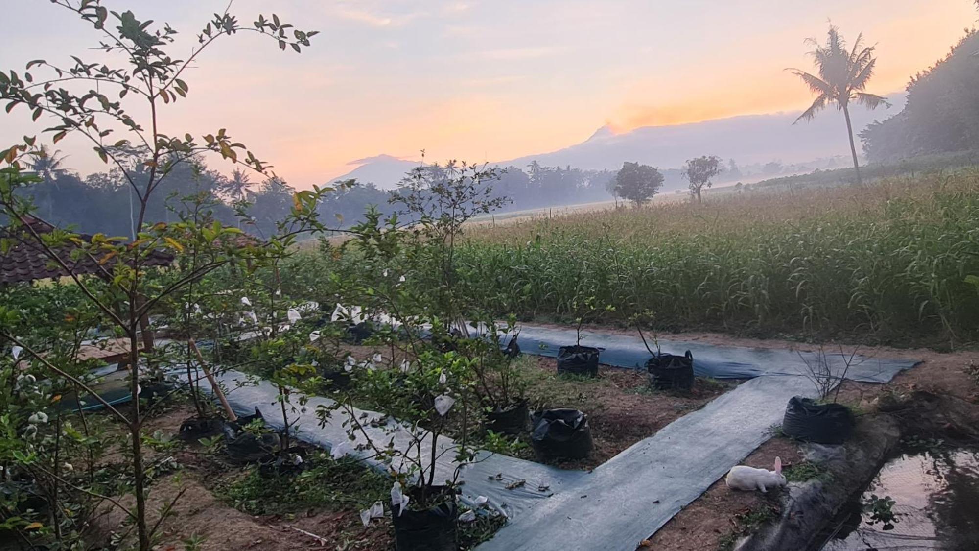 Anugrah Borobudur Magelang Ngoại thất bức ảnh